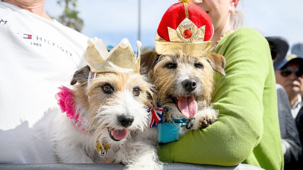 Mit Krönchen warteten die Hunde Lucy und Larry auf den royalen Besuch. Foto: Bianca De Marchi/AAP/dpa