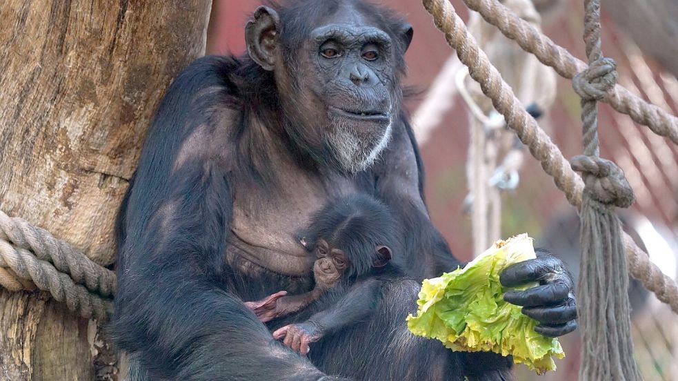 Der Geburtskanal ist auch bei Schimpansen eng (Archivbild) Foto: Zoom Erlebniswelt/dpa