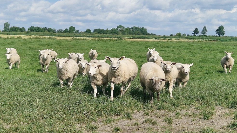 Nach der Serie von Schafrissen holen einige Schafhalter ihre Tiere zum Schutz vor dem Wolf nachts in den sicheren Stall. Foto: Gettkowski