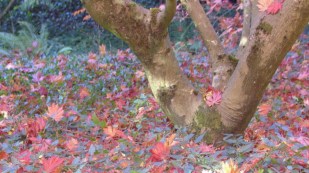 Herrlich rot leuchtet das herabfallende Laub des Japanischen Ahorns auf der elastischen Decke aus Kleinem Immergrün (Vinca minor) – dann wird es verschluckt. Moderne Sorten wie ‚Anna‘ und ‚Elisa‘ machen aus der Wildstaude eine dichtwachsende und blütenreiche Gartenpflanze. Foto: GMH/Bettina Banse