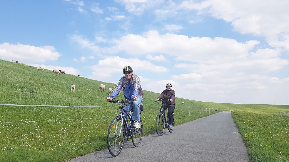 Einige hundert Meter vor Ditzum hält ein Zaun die Schafe vom Deichverteidigungsweg ab. Wolfssicher ist der Zaun nicht, dafür aber praktisch für die Radfahrer. Dieser Abschnitt ist schafsköttelfrei. Foto: Gettkowski