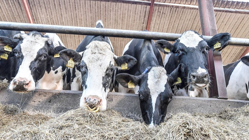 Die Landwirtschaft in Ostfriesland hat sich in den vergangenen Jahren stark verändert. Foto: Ortgies