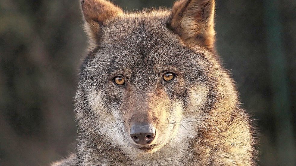 Kein gern gesehener Gast bei Schafhaltern im Rheiderland: der Wolf. Foto: Pixabay