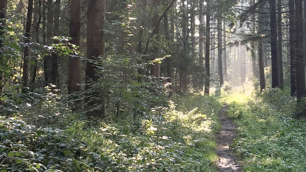 Wälder sind für viele Menschen beliebte Naherholungsgebiete. Dieses Foto entstand in Moorhausen im Landkreis Friesland. Foto: Oltmanns