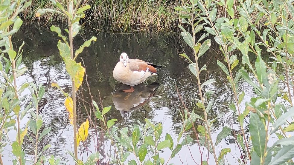 Eine Nilgans nutzt die im Kanal liegende Papiertonne als Rastplatz. Foto: privat