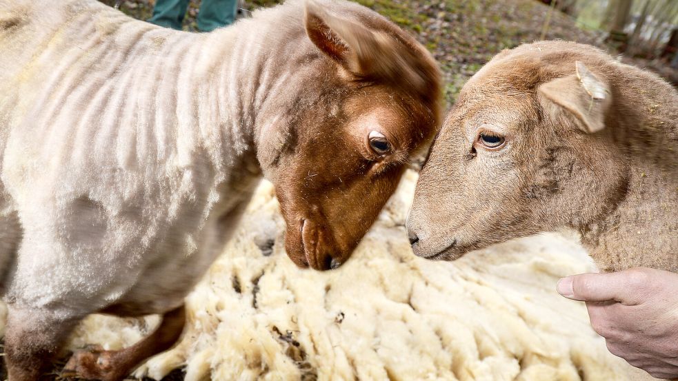 So sehen Coburger Fuchsschafe aus, wenn sie frisch geschoren und wohlauf sind. Dieses Foto entstand in Bayern. Foto: David Ebener/DPA