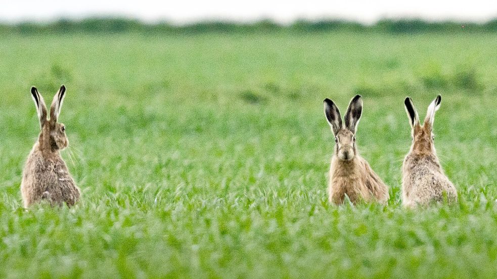 Stets wachsam: Diese drei Feldhasen sitzen auf einem Feld in Hessen. Foto: Rumpenhorst/dpa