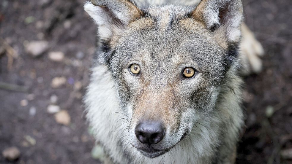 Ein junger Wolf steht in einem Gehege im Tierpark. Foto: DPA