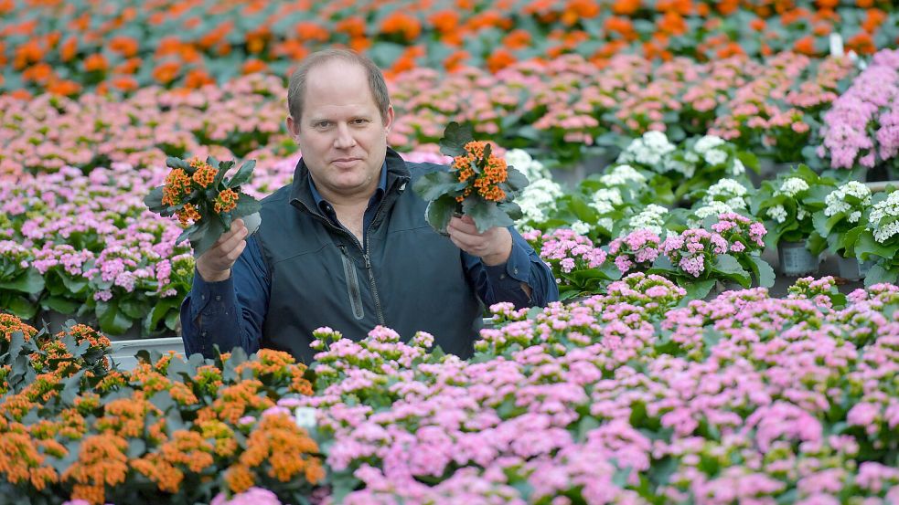 Lars Dehne präsentiert Kalanchoe, auch Flammendes Käthchen genannt, die bei Dehne Topfpflanzen das ganze Jahr über in allen Farben angebaut werden. Foto: Archiv/Ortgies