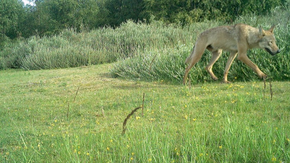 Das Beweisfoto: Laut dem landeseigenen Wolfsbüro handelt es sich bei dem auf Norderney gesichteten Wolf um einen jungen Rüden. Foto: Nationalpark Niedersächsisches Wattenmeer