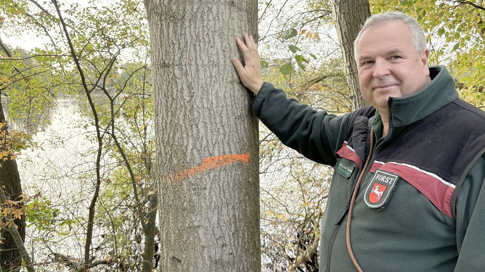 Bezirksförster Erich Delfs hat eine ganze Reihe von Bäumen markiert, die entfernt werden sollen. Foto: Janßen