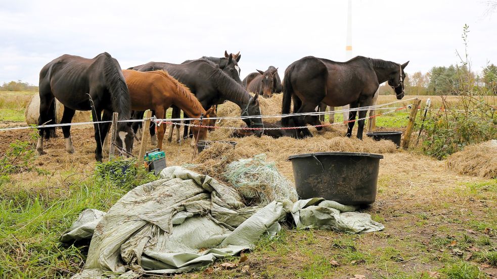 Auf einer Weide in Zwischenbergen waren Spaziergänger auf stark abgemagerte Pferde aufmerksam geworden. Foto: Böning