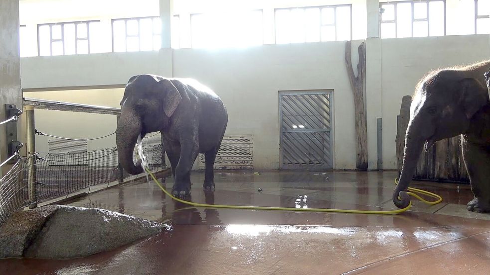 Anchali (rechts) versuchte scheinbar mehrfach, den Duschvorgang der älteren Elefantin zu sabotieren. Foto: Lea Urban/Zoo Berlin/dpa