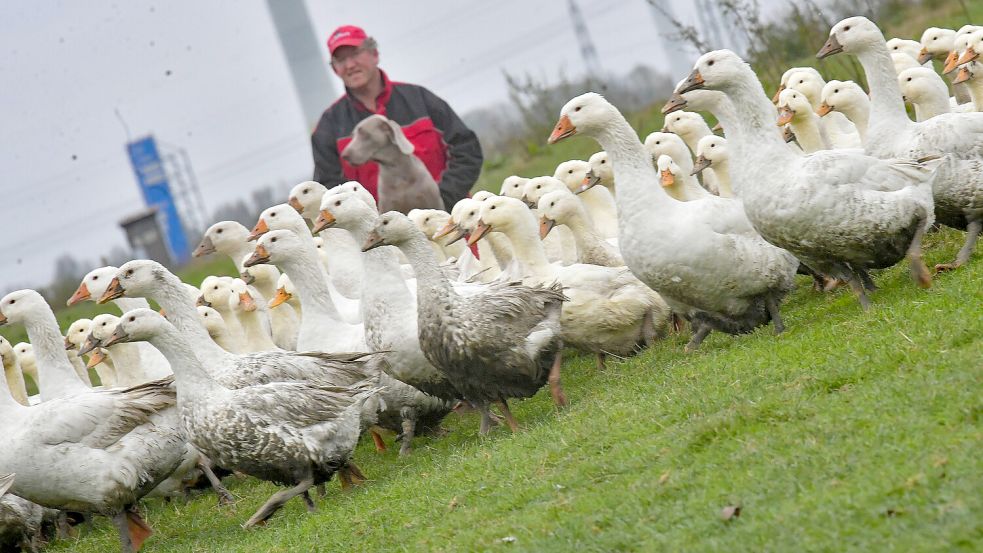 Albert Ohling hockt für das Foto mit seinem Jagdhund bei den Gänsen auf dem Feld. Foto: Ortgies