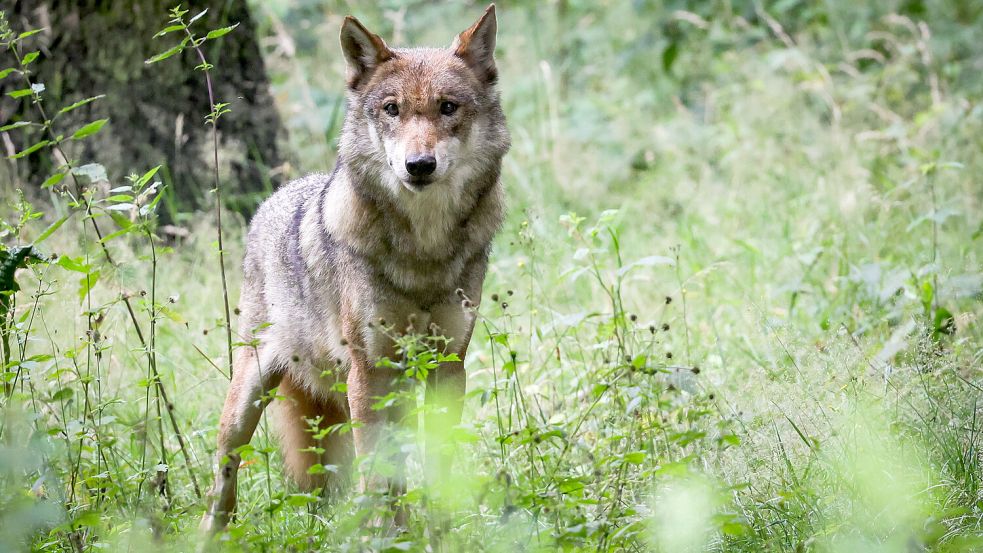 Im Rheiderland haben Wölfe zuletzt unter anderem Schafe gerissen. Foto: Charisius/dpa