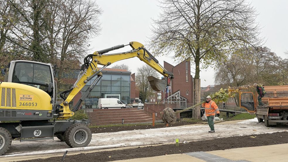 Am Donnerstag, 7. November 2024, haben Mitarbeiter einer Firma Bäume bei der zukünftigen Kunstpromenade in Emden eingesetzt. Fotos: Hanssen