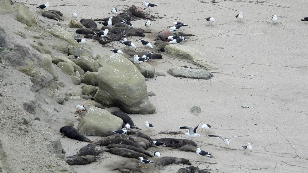 See-Elefanten in Argentinien wurden von der Vogelgrippe besonders schwer getroffen. Hier sind tote Tiere an einem Strand zu sehen. Foto: Valeria Falabella/Wildlife Cons/dpa