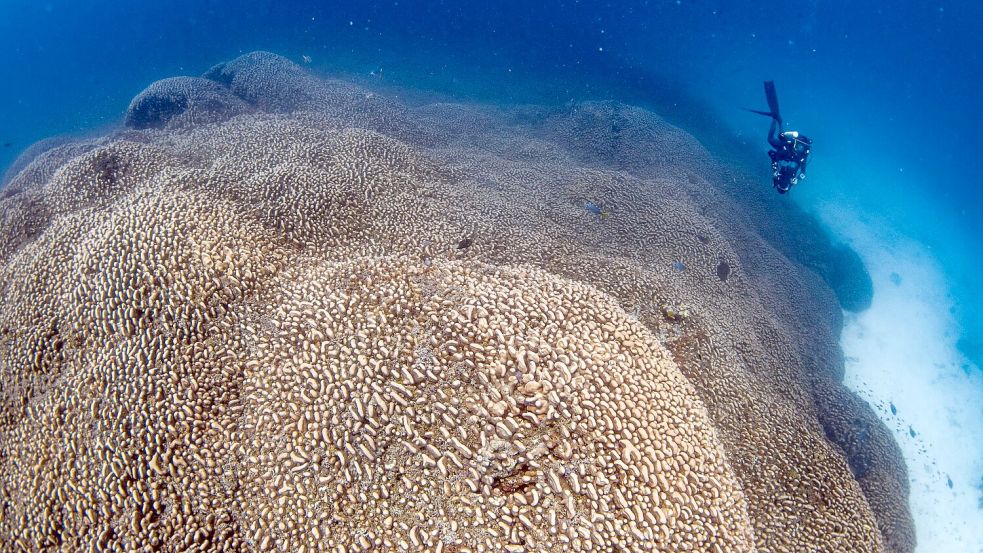 Forscher des Programms Pristine Seas von National Georgraphic haben nach eigenen Angaben eine Koralle entdeckt, die größer ist als alle bislang bekannten. Foto: Manu San Félix/National Geographic Pristine Seas/dpa