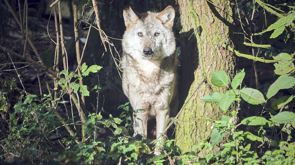 Der Wolf von Norderney bleibt ein Rätsel: Nach bestätigtem Schafsriss zeigt die DNA, dass er das Festland erreichte. Foto: IMAGO/STAR-MEDIA