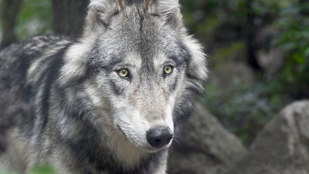 Jäger sind mit dem Abschuss des Wolfs im Rheiderland (hier ein Symbolbild) beauftragt worden, der vor allem in der Gemeinde Jemgum zahlreiche Nutztiere gerissen hat. Archivfoto: Pixabay