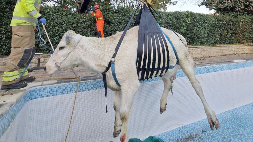 Mit einem Seilzug hievten die Einsatzkräfte das Tier aus dem Pool. Foto: -/Leicestershire Fire And Rescue Service/PA Media/dpa