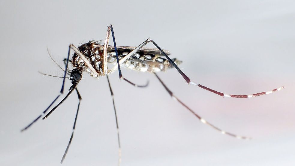 Eine Ägyptische Tigermücke: Sie überträgt Krankheiten wie Dengue-Fieber, Gelbfieber und Zika-Fieber. (Archivbild) Foto: picture alliance/dpa/epa efe