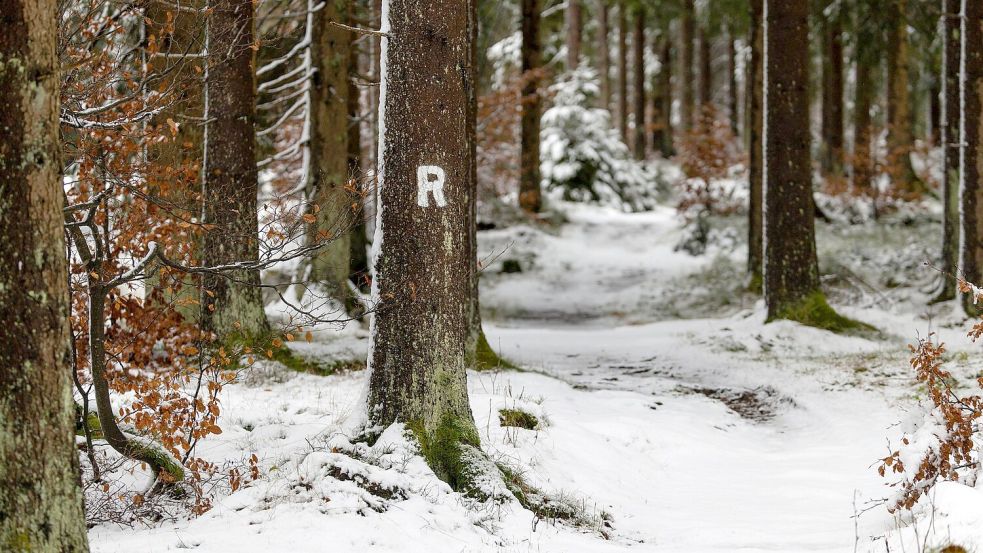 Schneefälle haben den Rennsteig im Thüringer Wald in eine Winterlandschaft verwandelt. Foto: Michael Reichel/dpa