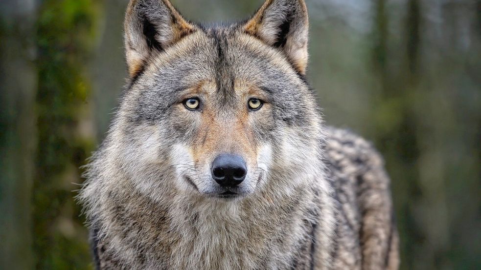 Im Rheiderland hatte es einige Wolfsrisse gegeben. Foto: Pixabay