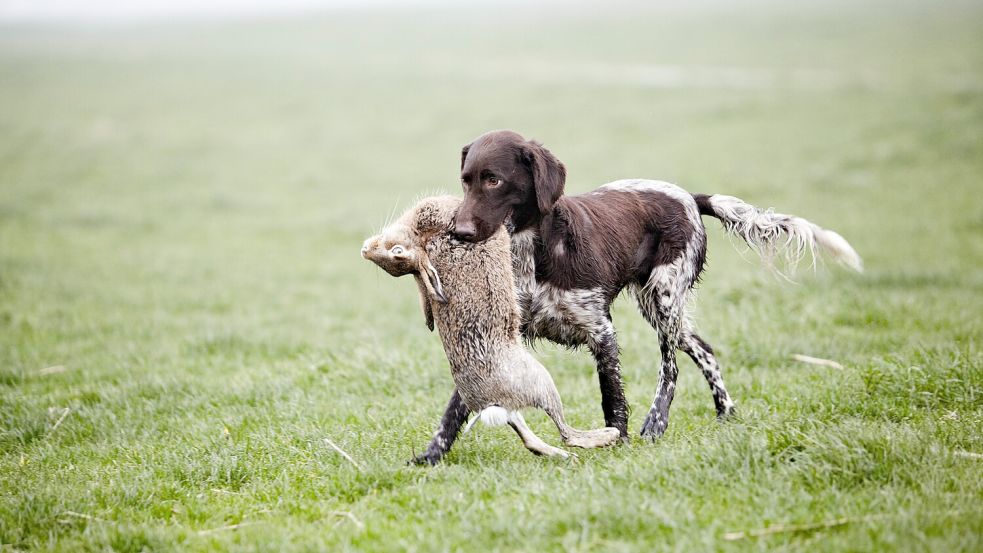 Das Interesse an der Jagd nimmt zu und damit offenbar auch die Nachfrage nach Jagdversicherungen. Foto: IMAGO / Carsten Dammann