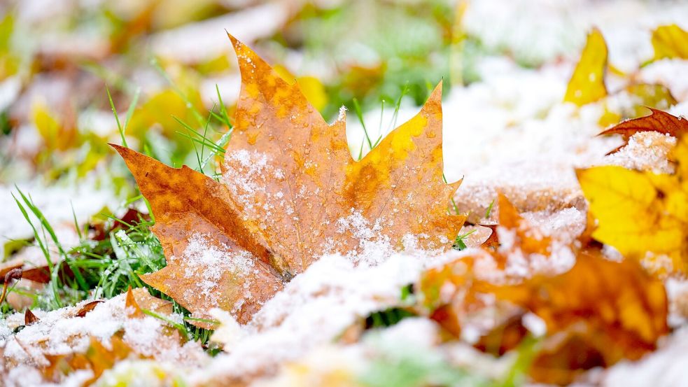 Vielerorts hielten sich die bunten Blätter auch noch im November an den Bäumen. Nun zerrt der Sturm sie herunter. Foto: Sina Schuldt/dpa