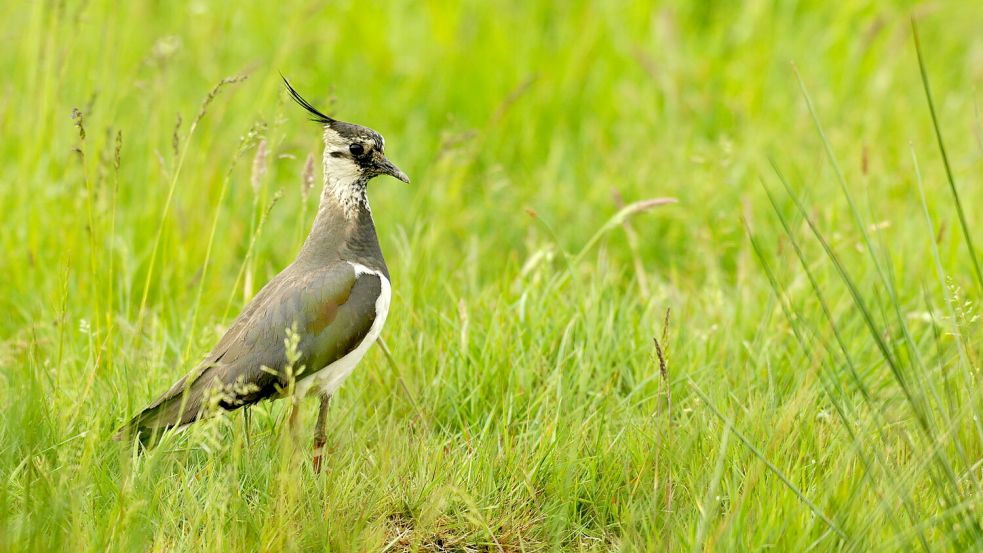 Der Kiebitz war früher in Ostfriesland weit verbreitet, heute ist der Vogel selten. Unter anderem diese Art zu schützen, ist ein Ziel der Unterschutzstellung von 1500 Hektar östlich der Ems. Foto: Gundolf Reichert / NLPV