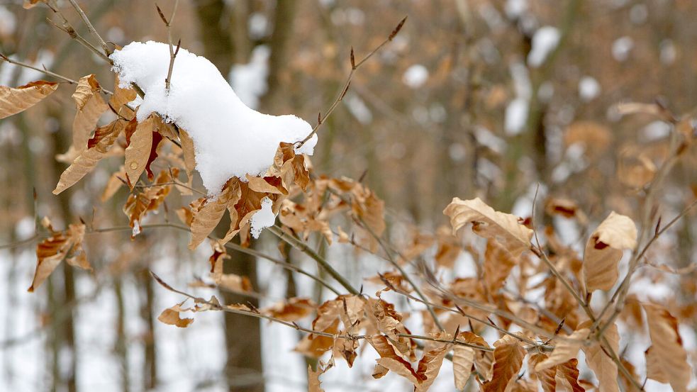 Mancherorts ist schon der erste Schnee gefallen. Doch jetzt kündigen sich noch einmal milde Temperaturen an. Foto: IMAGO/Manngold