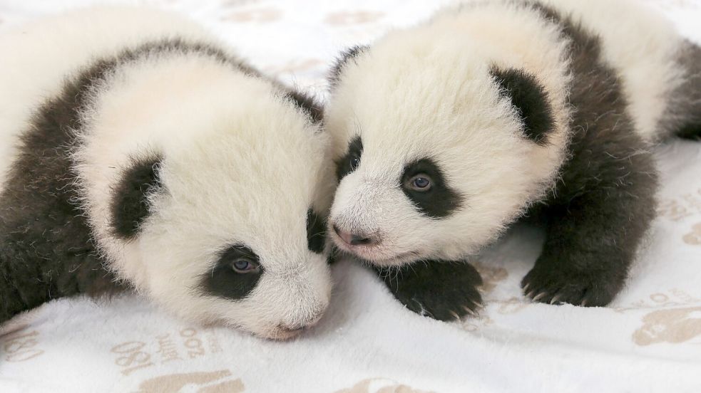 Kurz vor dem Krabbelalter: die Panda-Zwillinge des Berliner Zoos. Foto: -/Zoo Berlin/dpa