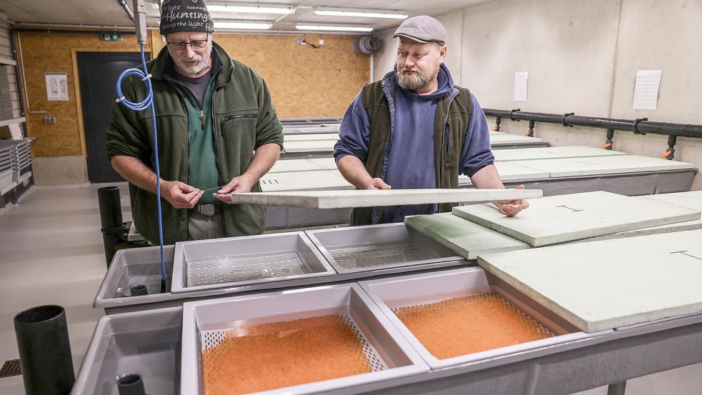 Die Wildlachs-Eier werden über den Winter im Wildlachszentrum ausgebrütet. Foto: Oliver Berg/dpa