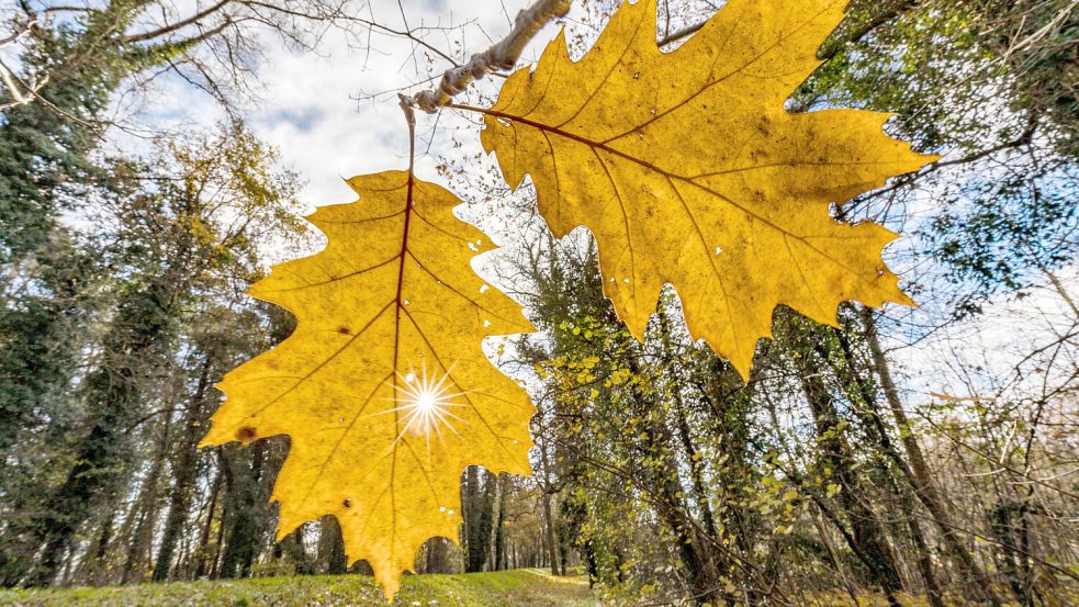 In Niedersachsen ist es derzeit ungewöhnlich warm. Foto: dpa/Frank Hammerschmidt