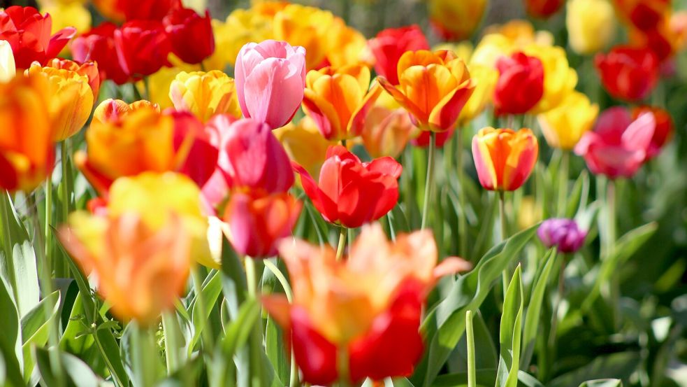 Niederländische Blumen erreichen trotz umfassender Sanktionen Moskau. Foto: Unsplash/Krystina Rogers