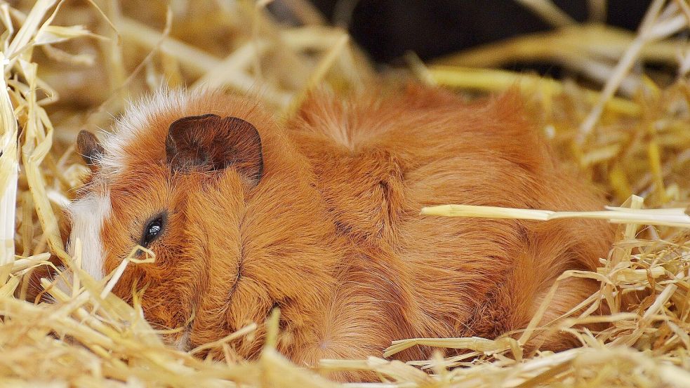 Im Sommer war Fridolin mit seinen Kumpels im Freigehege. In der kalten Jahreszeit ging es in den Stall. Hier war Einkuscheln im Heu war angesagt - und oftmals der Genuss von Steckrübe. Das Meerschweinchen auf diesem Archivbild ähnelt Fridolin sehr. Foto: Pixabay