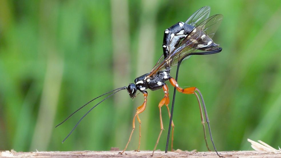 Rhyssa persuasoria erkennt die von Holzwespen befallenen Bäume am Geruch. Foto: Frank Vassen/Senckenberg Gesellschaft für Naturforschung/dpa