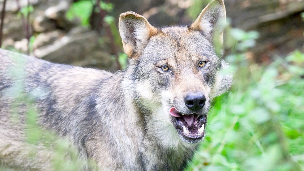 Die Debatte um den Wolf wird emotional geführt (Archivbild). Foto: Julian Stratenschulte/dpa