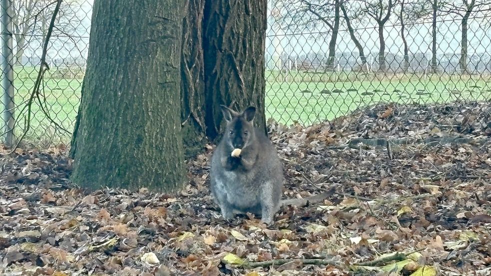 Fünf Tage war das Wallaby Eduardo Teil der Wildnis in Neukamperfehn. Hier frisst er genüsslich ein Stück Brot. Fotos: Löschen