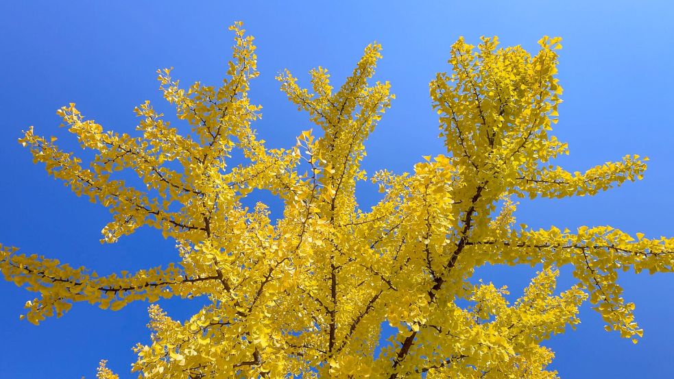 Ginkgos gehören weder zu den Laub- noch zu den Nadelbäumen. (Archivbild) Foto: Patrick Pleul/dpa-Zentralbild/ZB