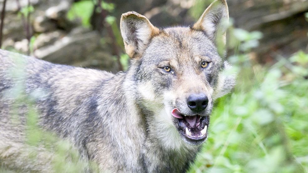 Ein Wolf steht im Gehege im Wisentgehege Springe. Foto: Stratenschulte/dpa