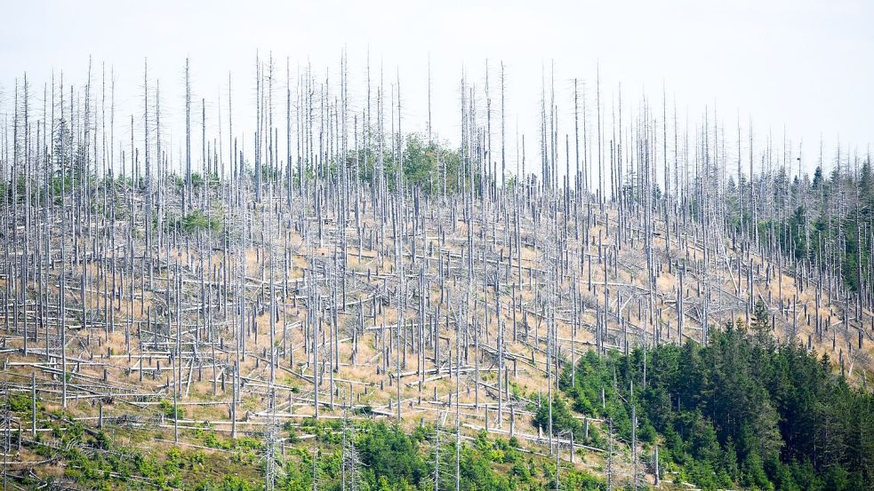 Schädlinge wie der Borkenkäfer, Trockenheit und Klimawandel setzen dem deutschen Wald schwer zu. (Archivbild) Foto: Julian Stratenschulte/dpa