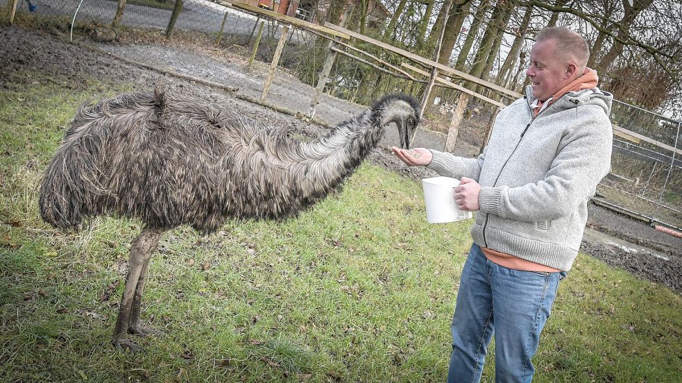 Emu Hüdibert frisst Bauer Heino aus der Hand. Auf seinem Hof hat der neben sechs Emus auch drei Esel, drei Schwäne und zwei Ziegen. Foto: Ortgies