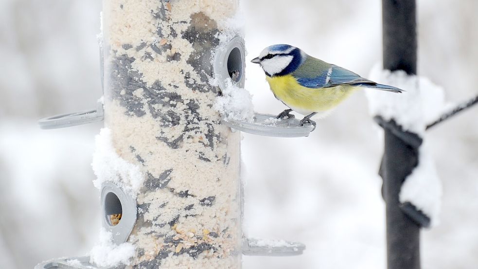 In gut konstruierten Futterhäuschen ist die Nahrung besser vor Vogelkot, Wind und Regen geschützt als in anderen. (Archivbild) Foto: picture alliance / dpa