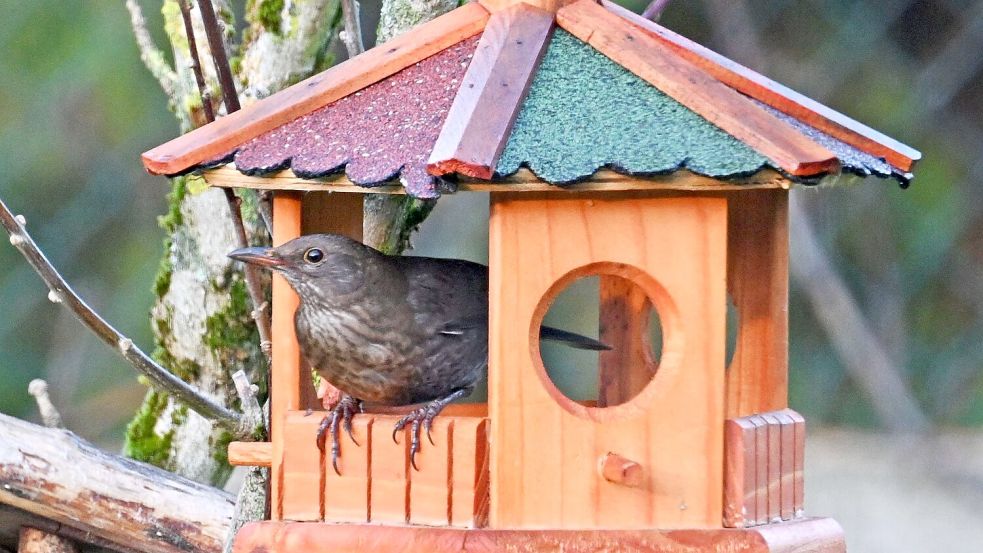 Futterhäuschen müssen regelmäßig gereinigt werden. (Archivbild) Foto: Peter Zschunke/dpa-Zentralbild/dpa