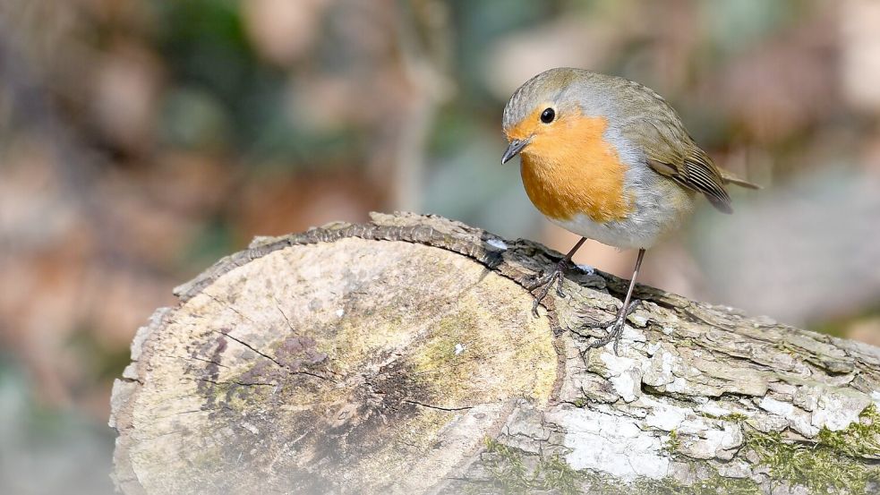 Naturnahe Futterquellen sind wichtig für Vögel wie Rotkehlchen. (Archivbild) Foto: Felix Kästle/dpa