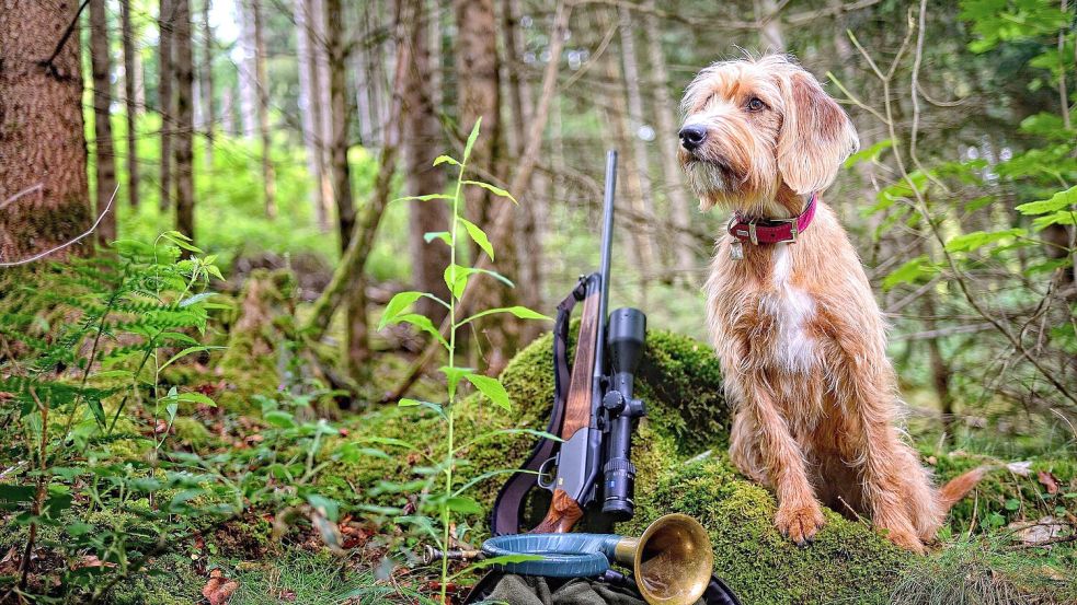 Die Reform des Niedersächsischen Jagdgesetzes sorgt für hitzige Debatten: Im Fokus steht das Verbot der Jagdhundausbildung an lebenden Tieren. Foto: IMAGO/imagebroker