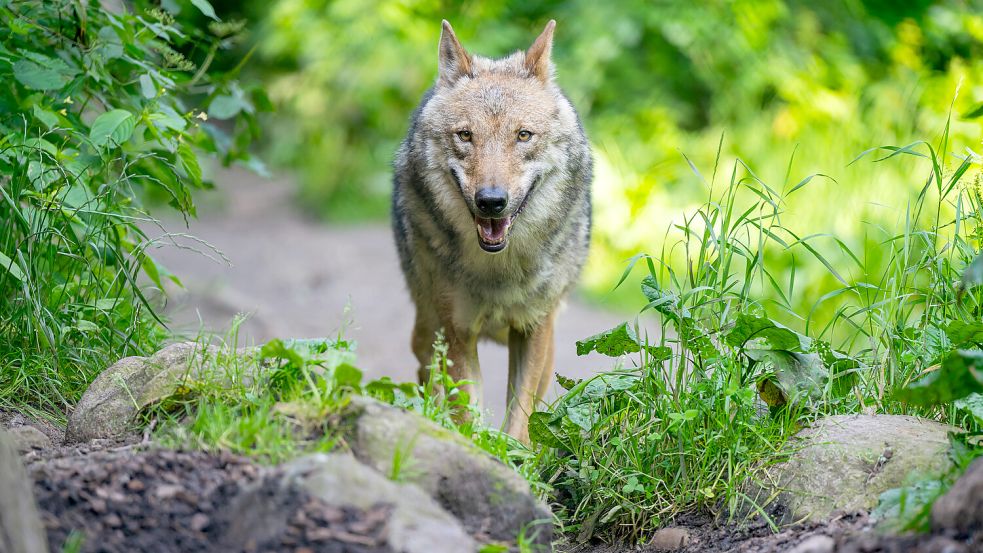 Erneut hat ein Wolf in Aurich Schafe gerissen. Foto: DPA