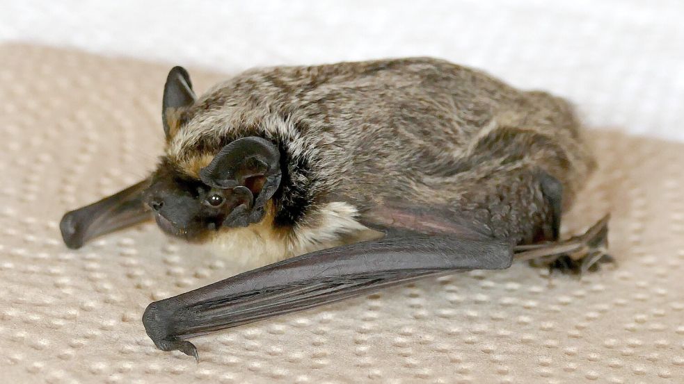 Nach einer stürmischen Nacht wurde Fledermaus „Niko“ in Surwold gefunden. Die Finder brachten ihn zur Auffangstation des Nabu nach Meppen. Foto: Schaad